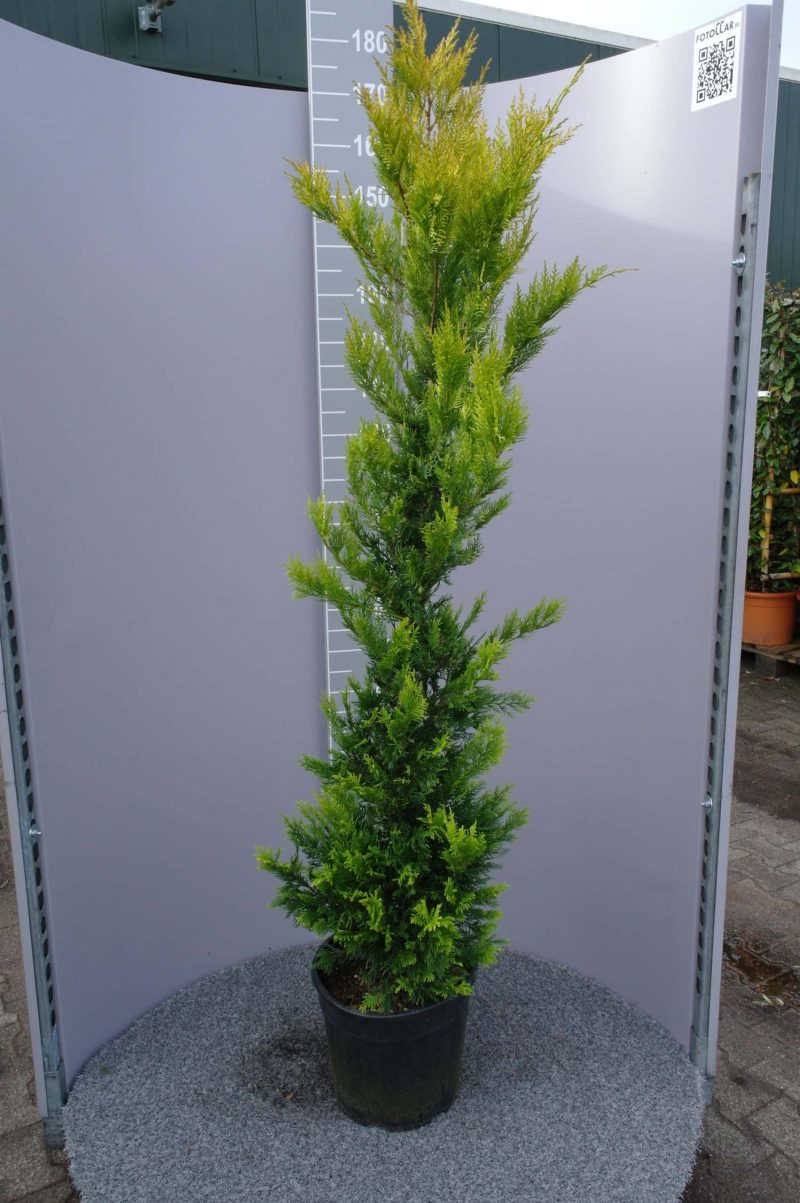 Cupressocyparis Leylandii 'Gold Rider'
