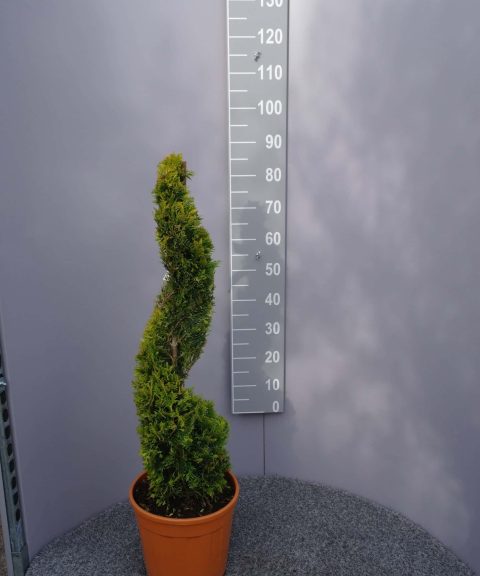 Cupressocyparis Leylandii 'Gold Rider' spiraal