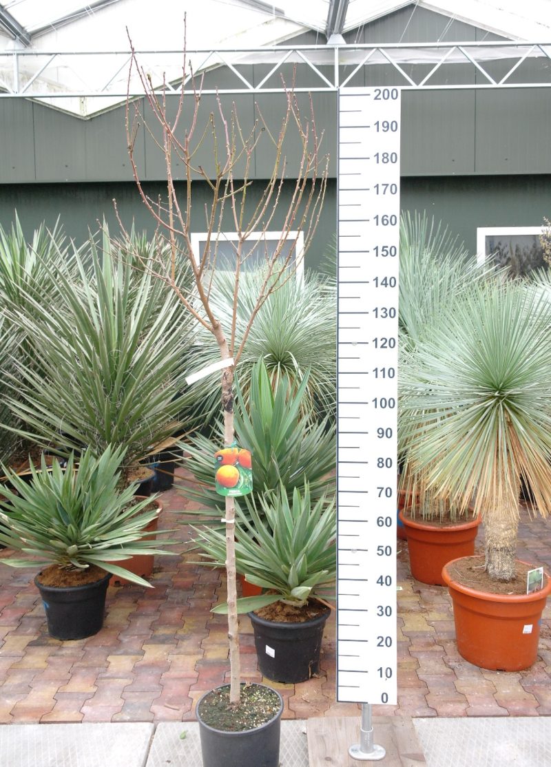 Prunus Persica 'Springcrest'- Perzik - Afbeelding 2