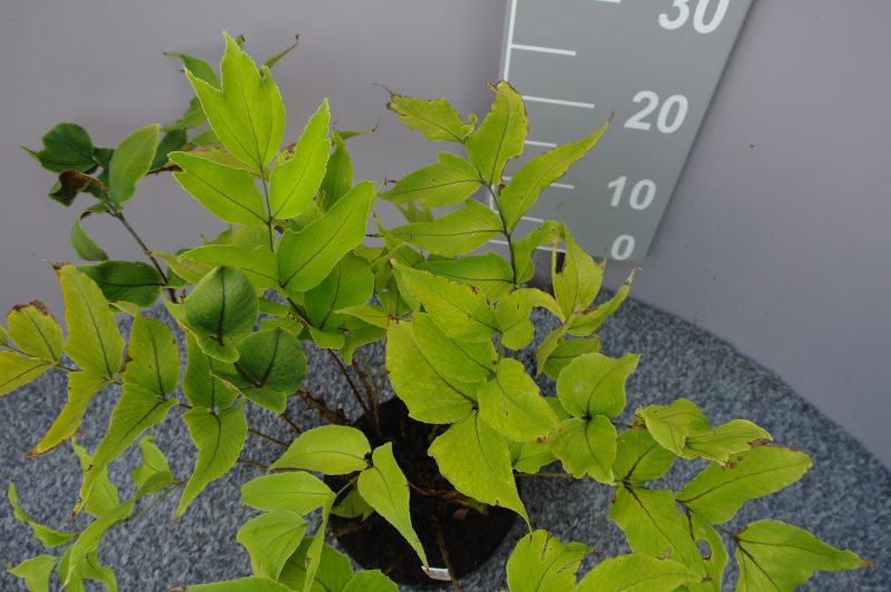 Cyrtomium Macrophyllum var. Tukusicola - Afbeelding 2