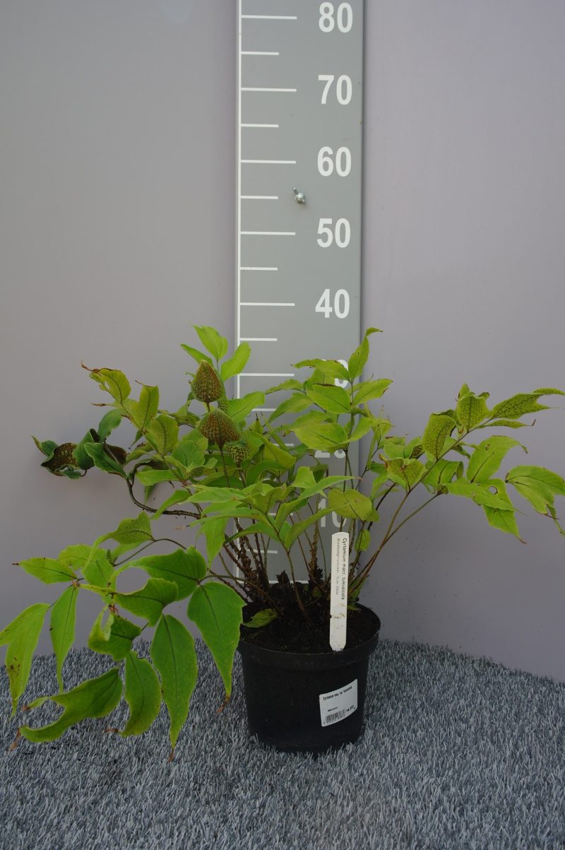 Cyrtomium Macrophyllum var. Tukusicola