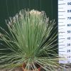 Dasylirion Serratifolium