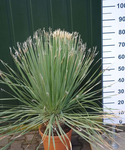 Dasylirion Serratifolium