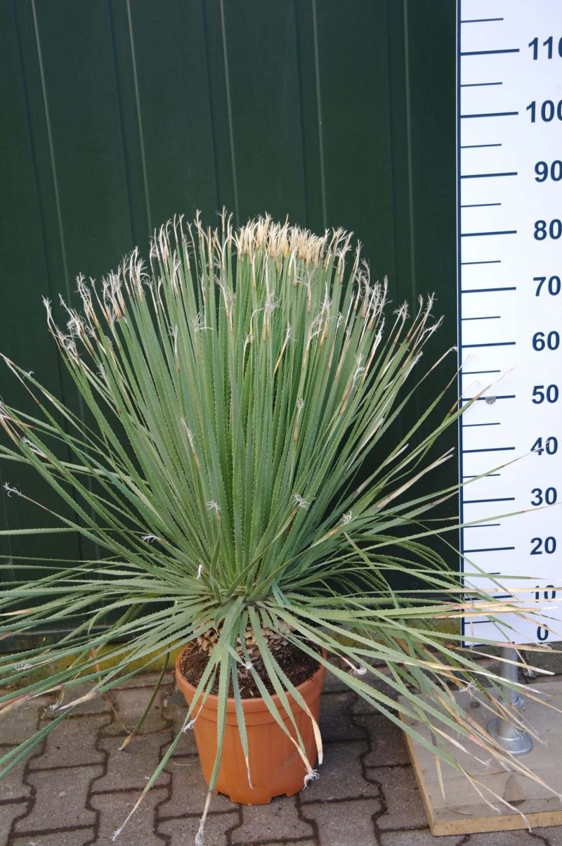 Dasylirion Serratifolium
