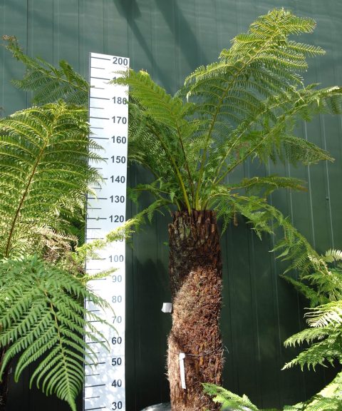 Dicksonia Antarctica