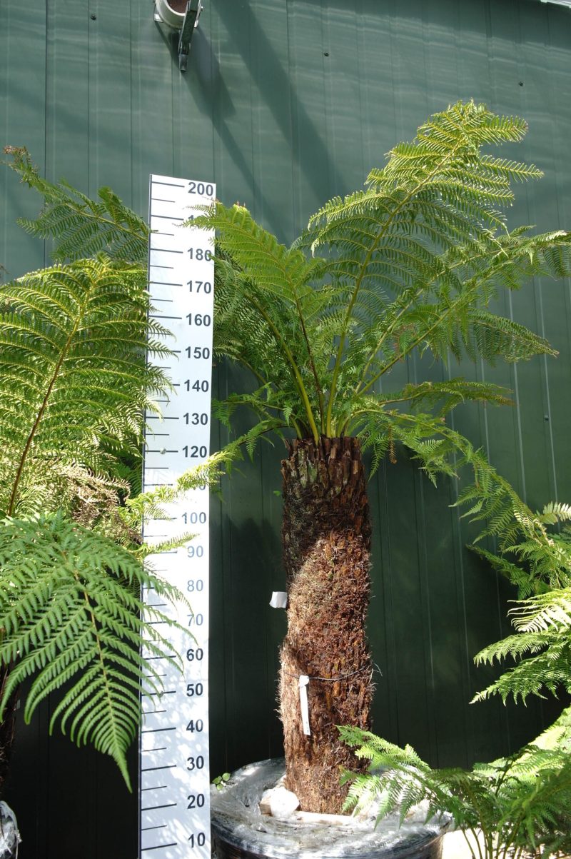 Dicksonia Antarctica