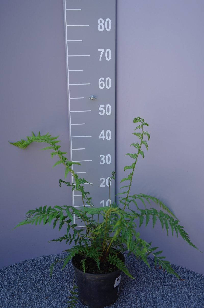 Dicksonia Antarctica