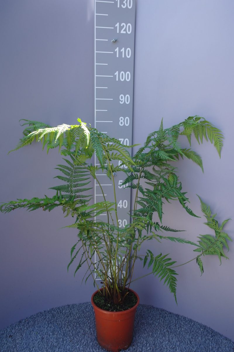 Dicksonia Antarctica