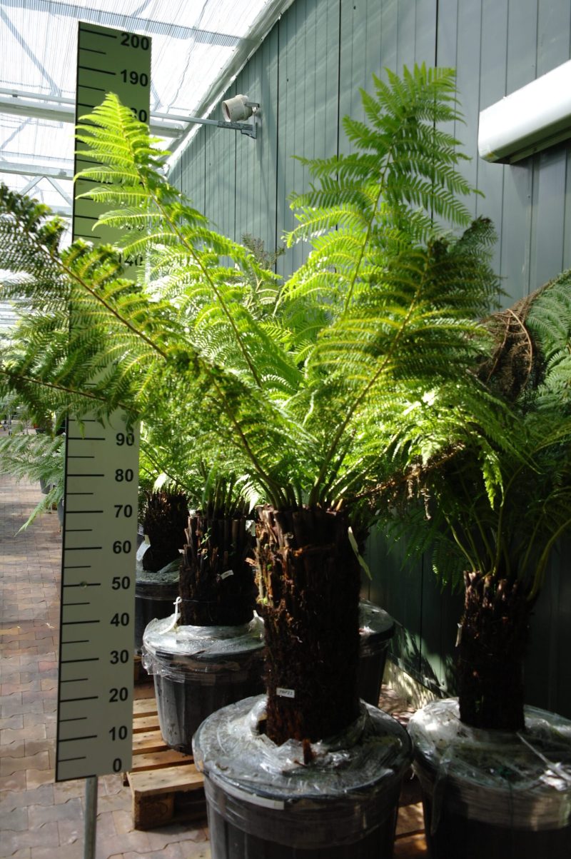 Dicksonia Antarctica