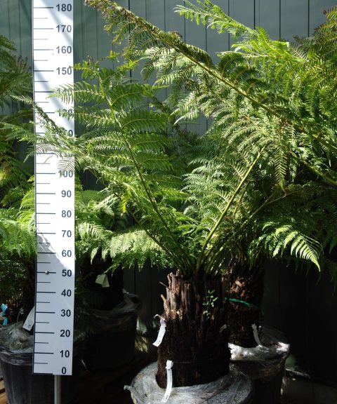 Dicksonia Antarctica