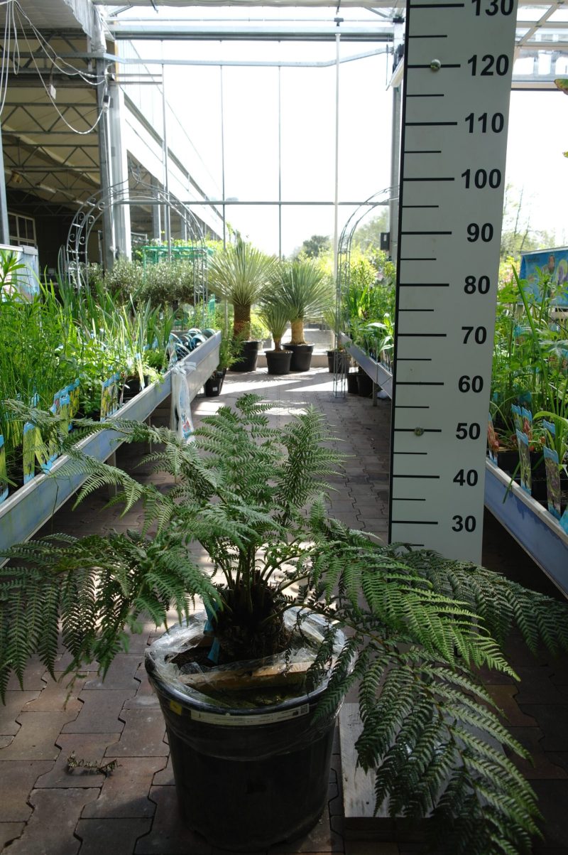 Dicksonia Antarctica