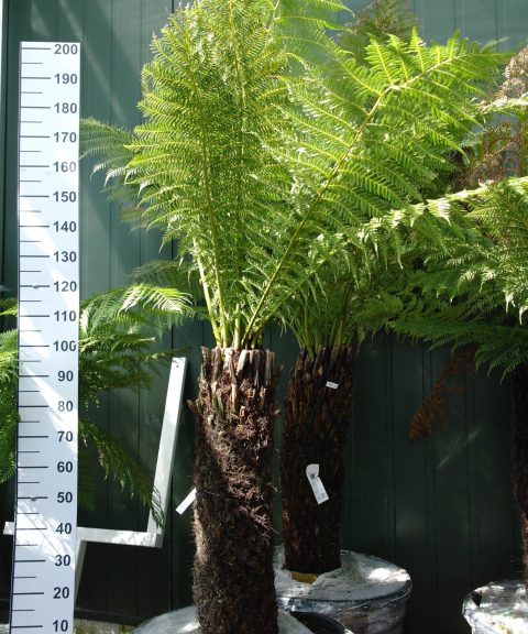 Dicksonia Antarctica