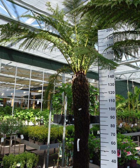 Dicksonia Antarctica