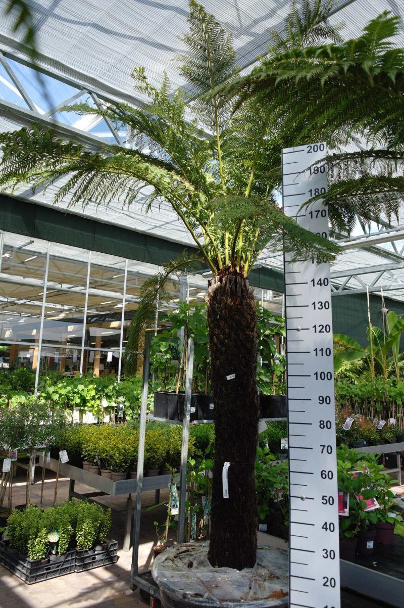 Dicksonia Antarctica
