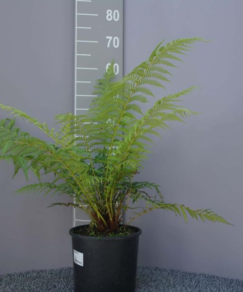 Dicksonia Antarctica