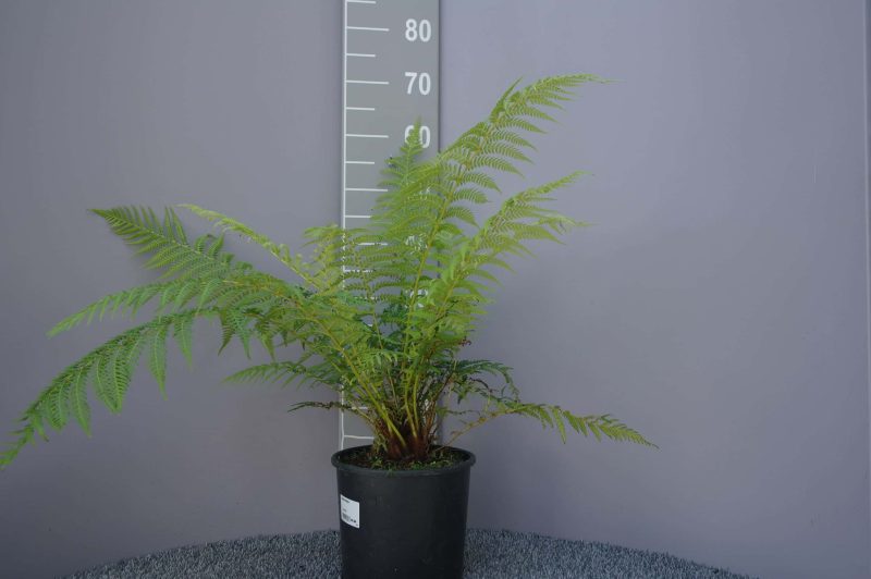 Dicksonia Antarctica