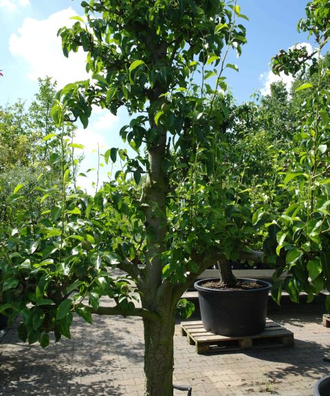 Pyrus Doyenne du Comice