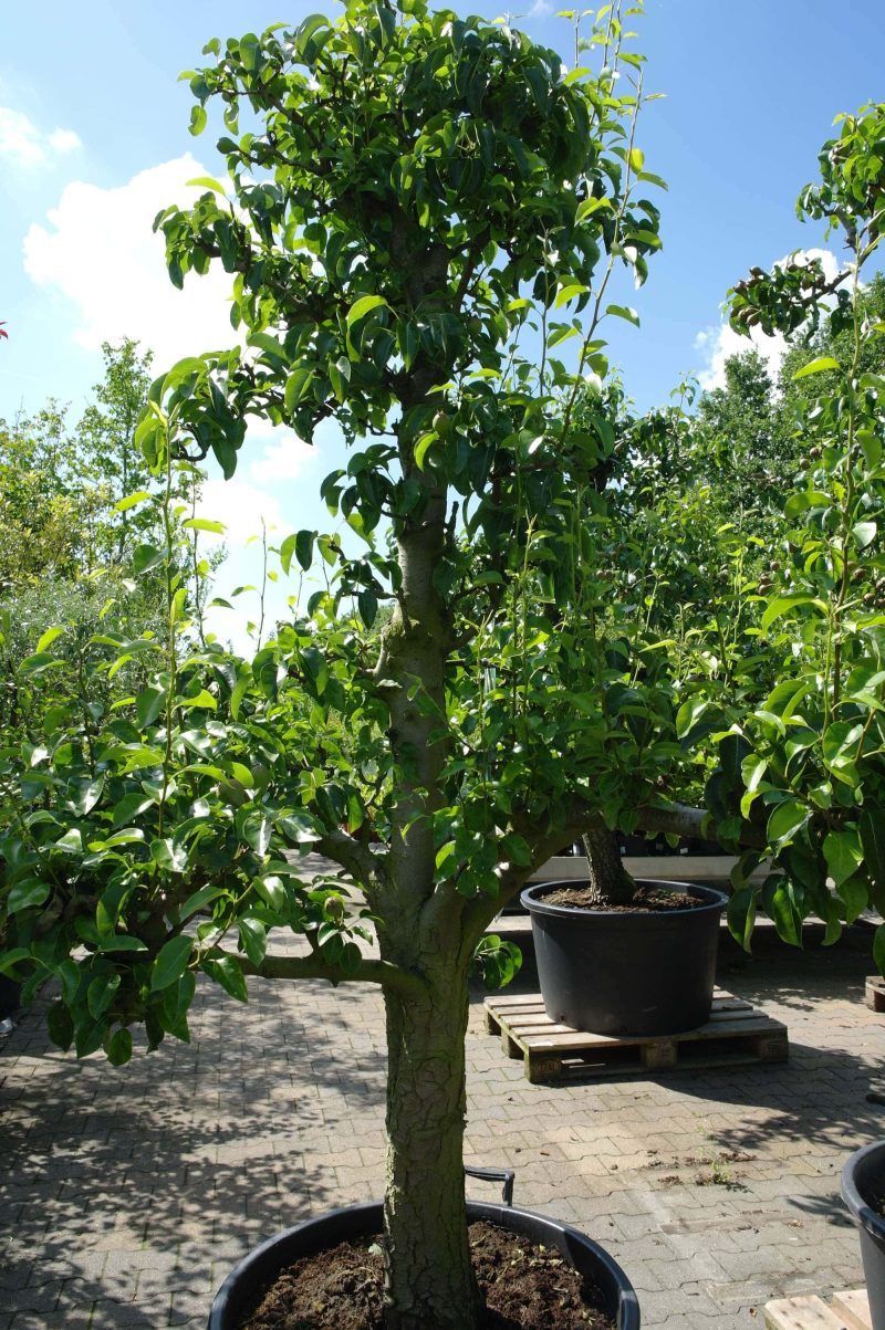Pyrus Doyenne du Comice