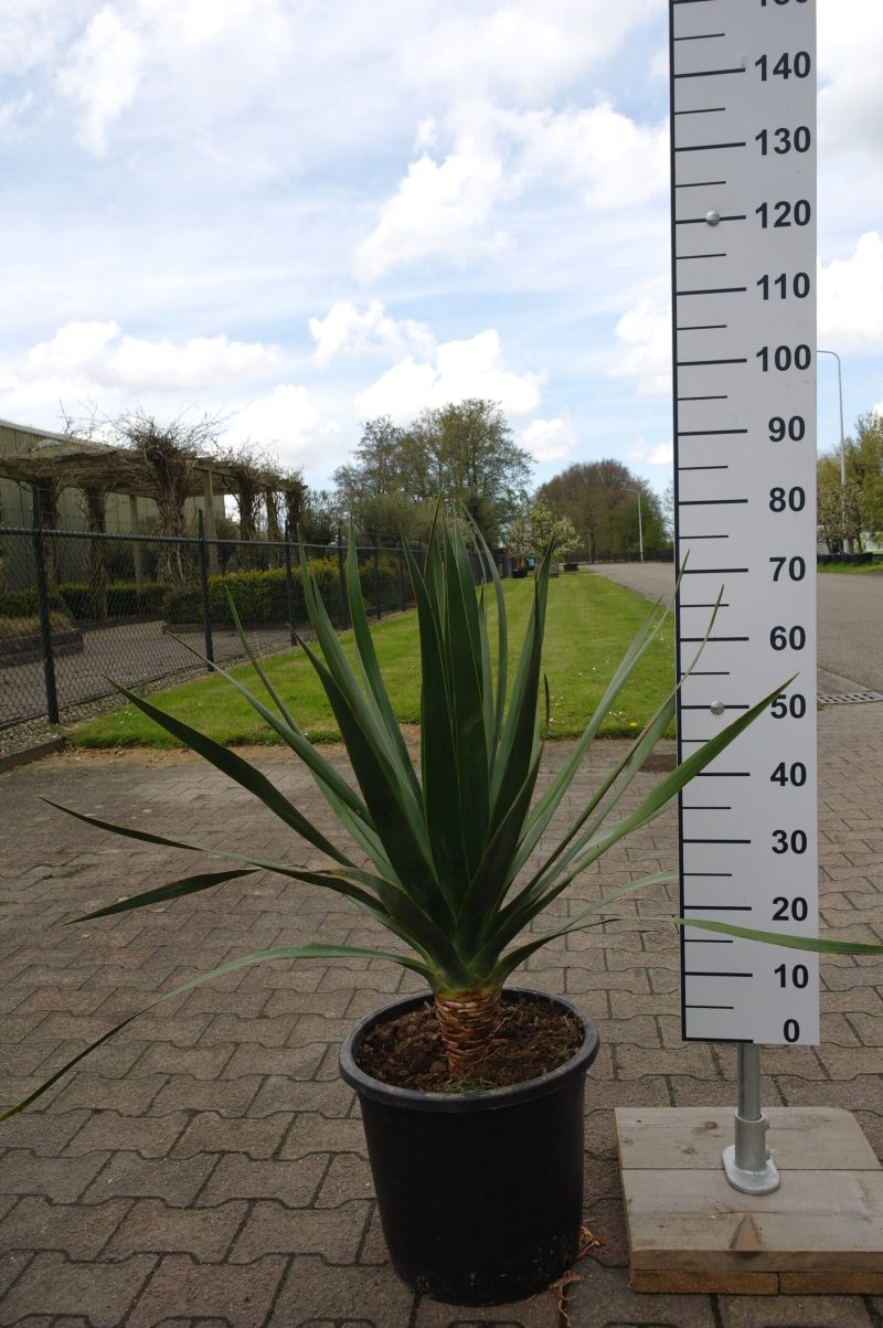 Dracaena Draco - drakenbloedboom