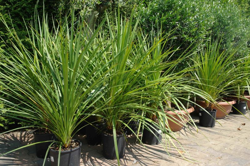 Palmboom Dracena Indivisa - Afbeelding 3