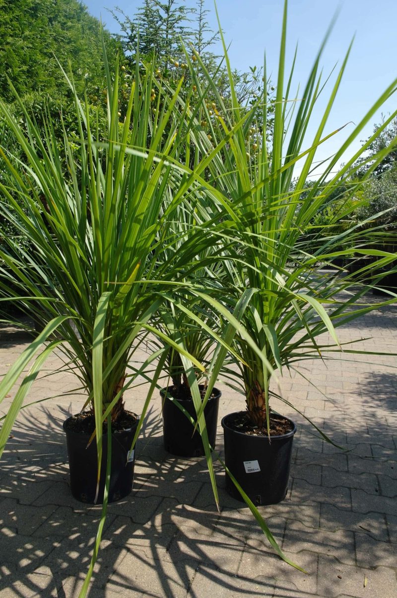 Palmboom Dracena Indivisa - Afbeelding 2