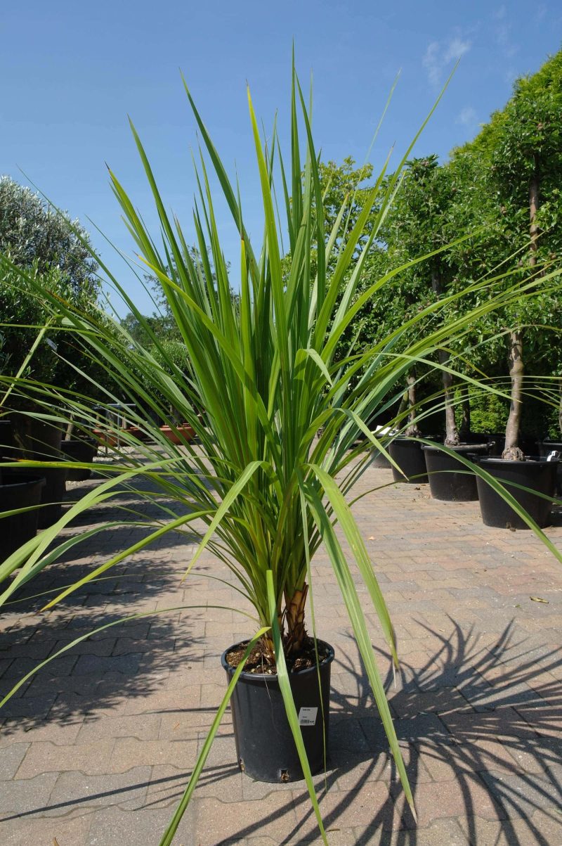 Palmboom Dracena Indivisa - Afbeelding 4