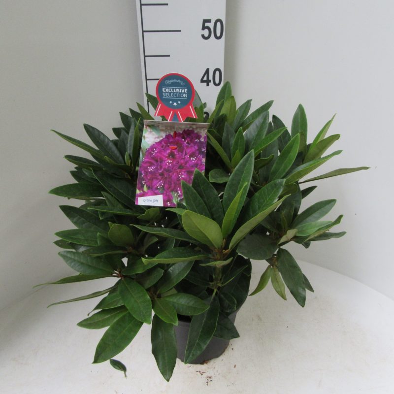 Rhododendron 'Dramatic Dark' donkerpaars