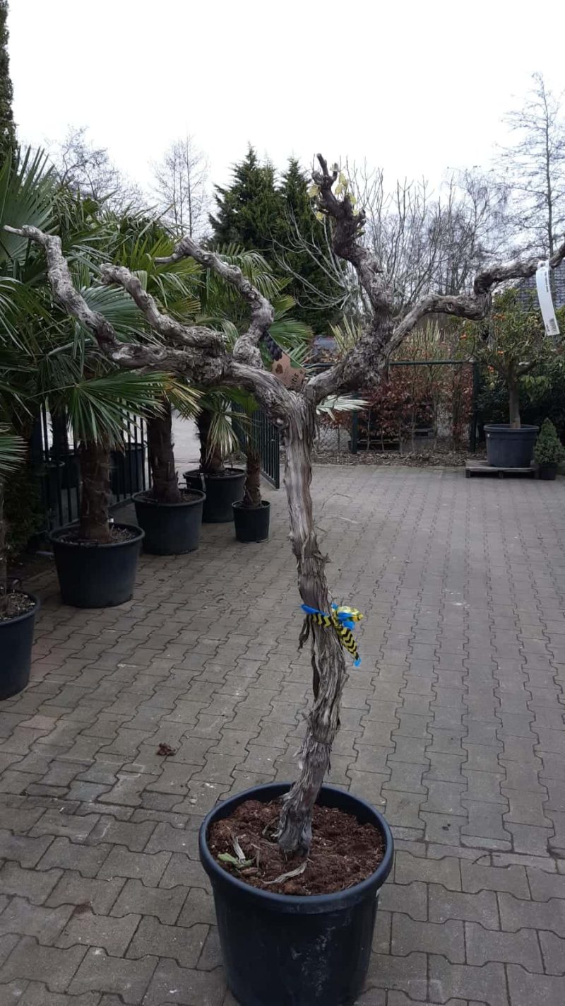 Vitis Vinifera - druivenrank - Afbeelding 2