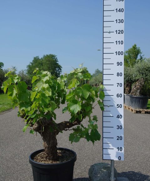 Vitis Vinifera - druivenrank
