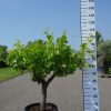 Vitis Vinifera - druivenrank