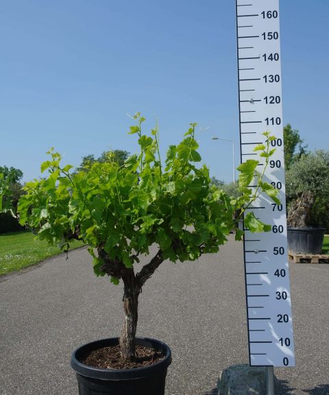 Vitis Vinifera - druivenrank