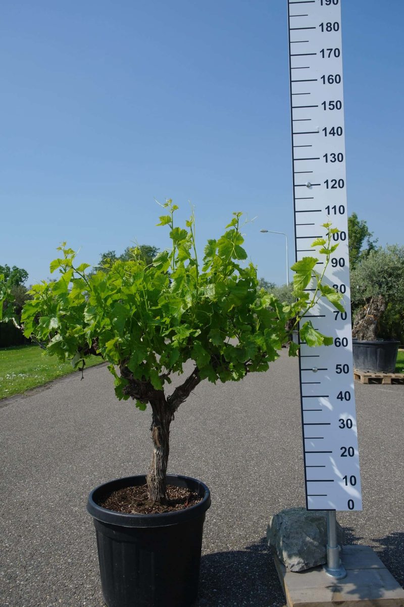 Vitis Vinifera - druivenrank