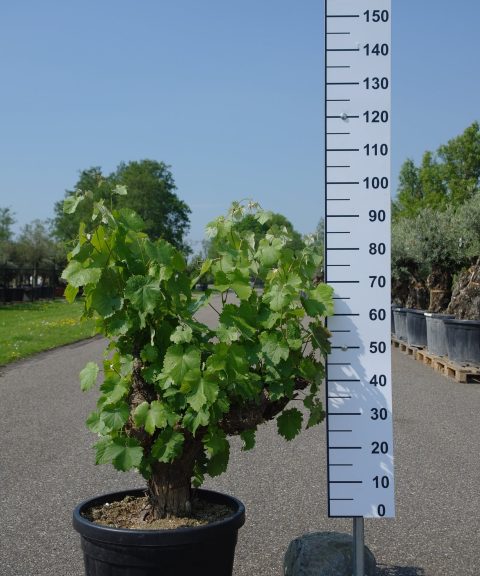 Vitis Vinifera - druivenrank