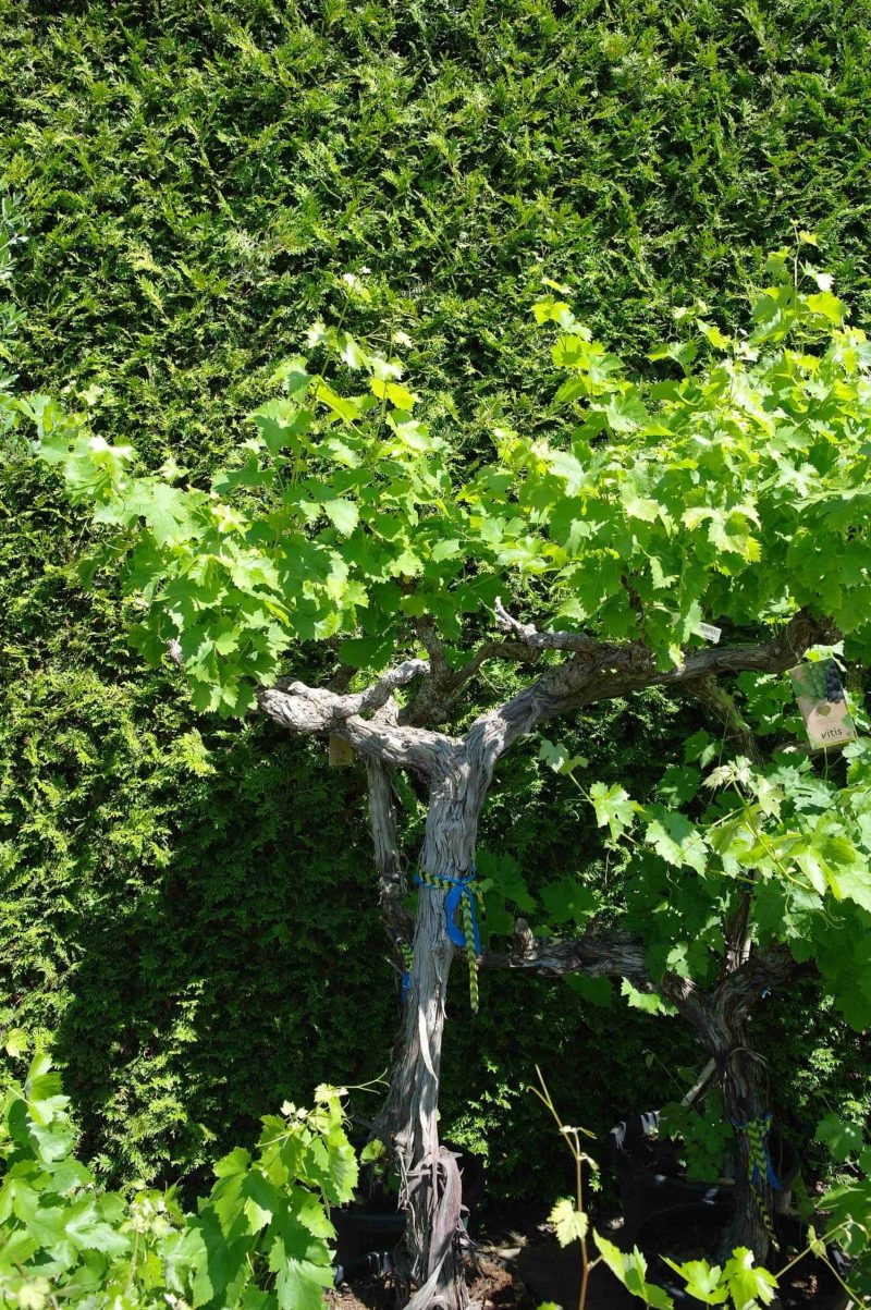 Vitis Vinifera - druivenrank - Afbeelding 2