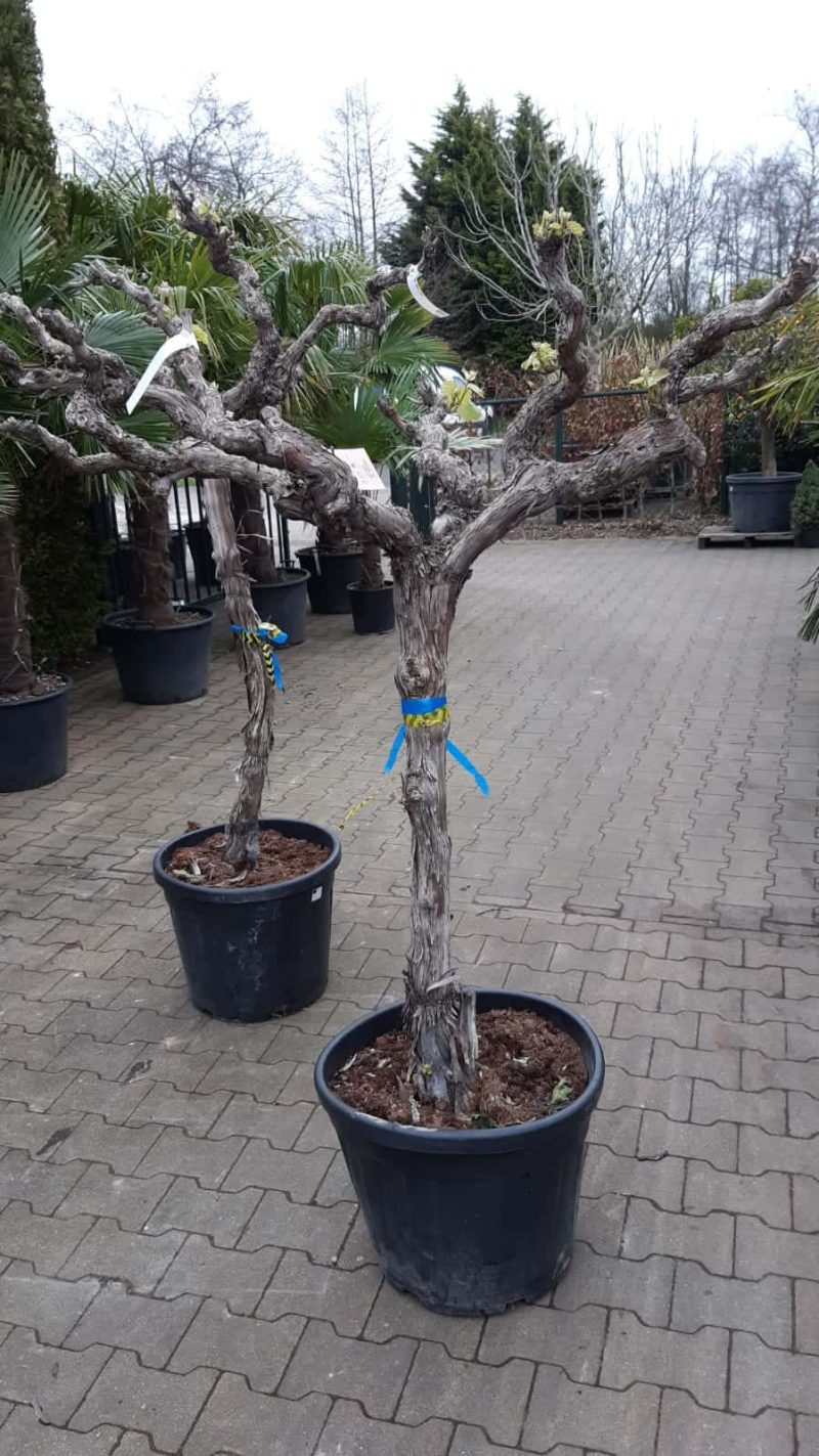 Vitis Vinifera - druivenrank