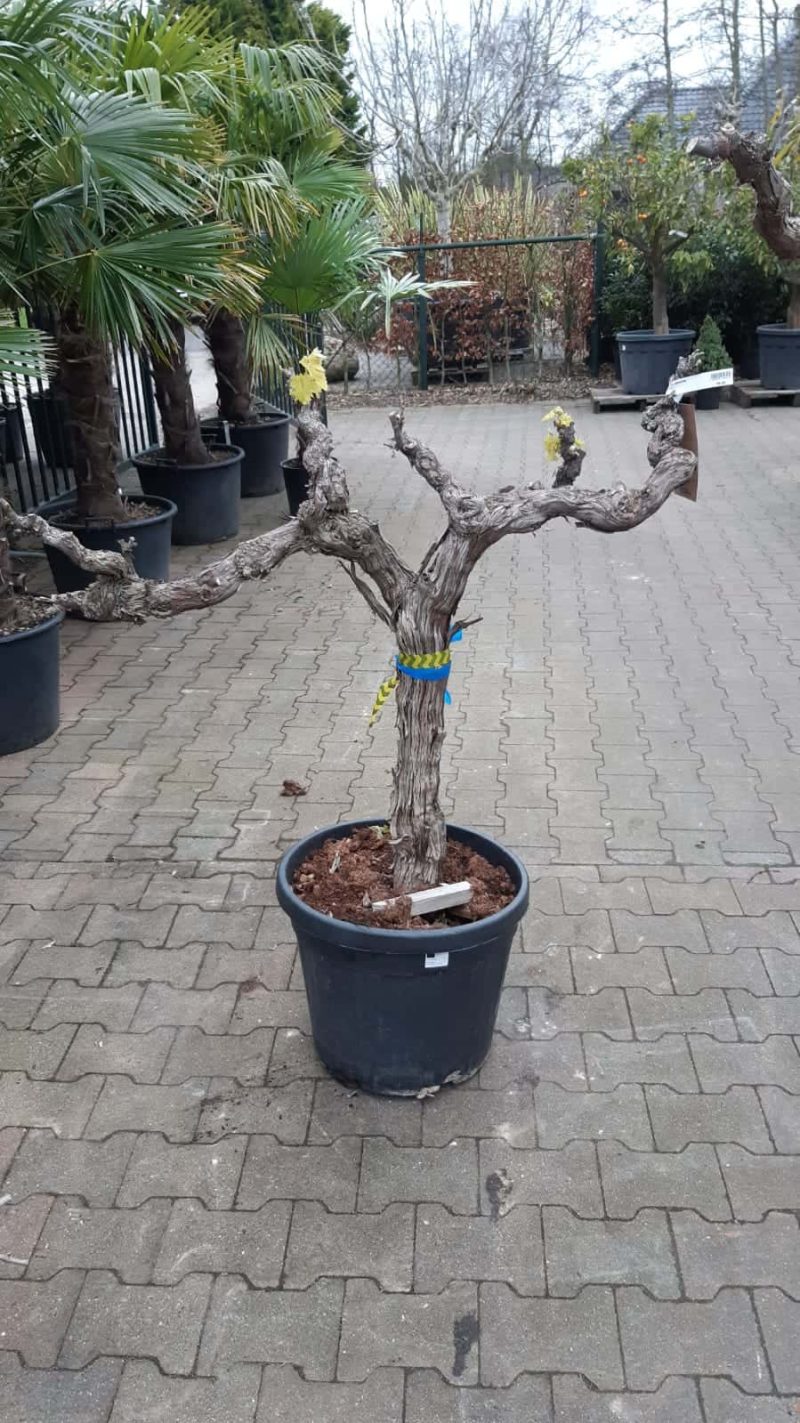 Vitis Vinifera - druivenrank - Afbeelding 2
