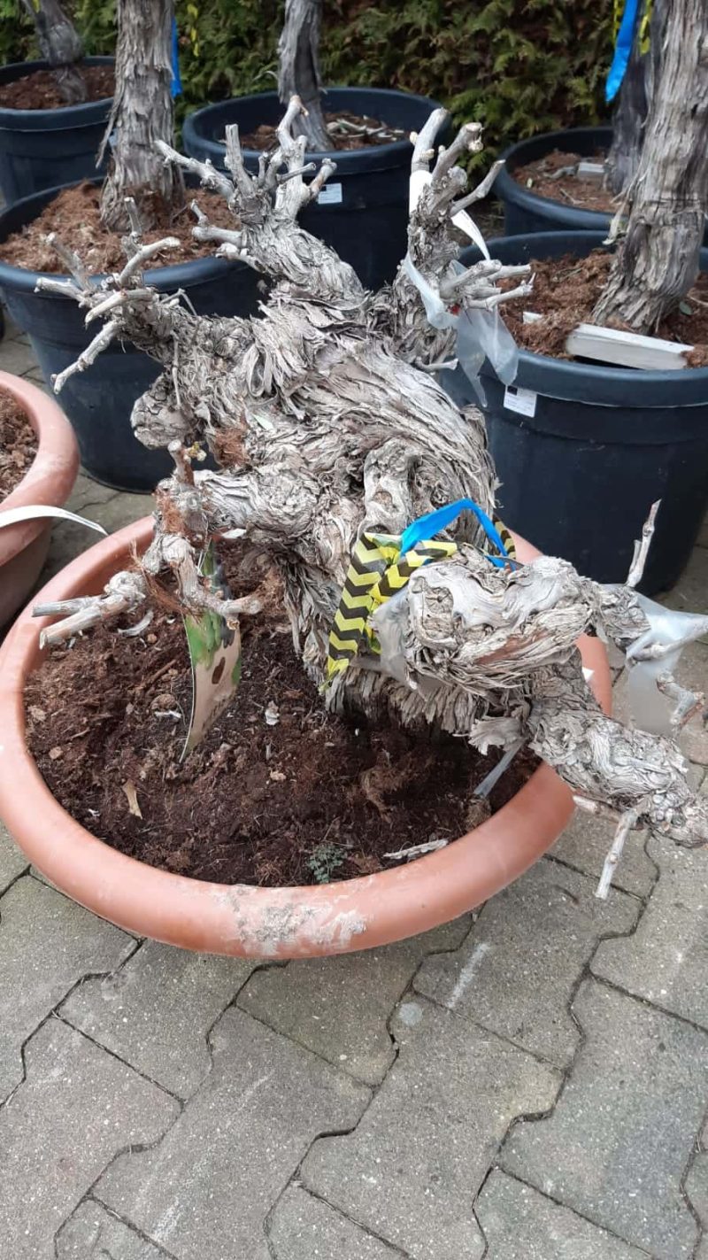 Vitis Vinifera - druivenrank bonsai - Afbeelding 2