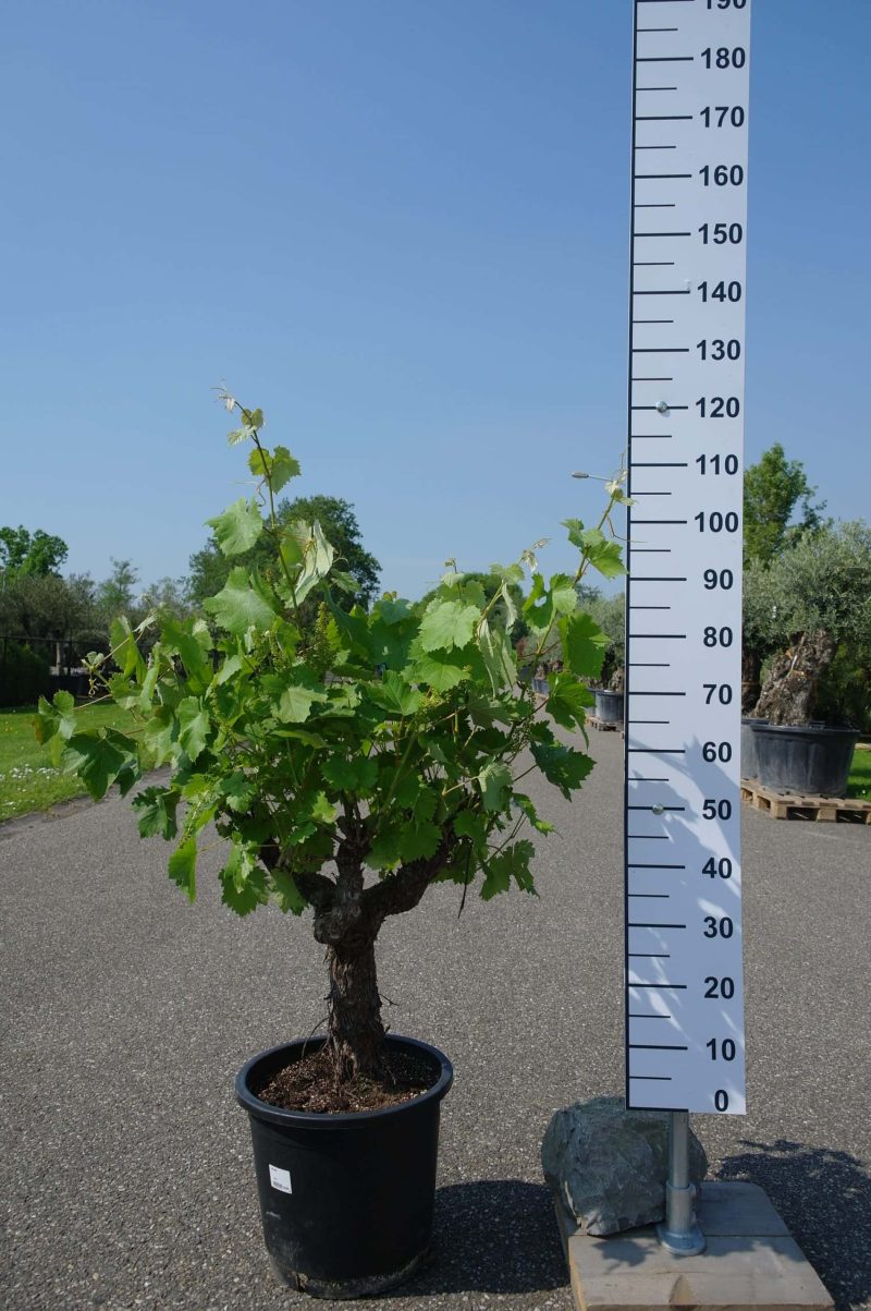 Vitis Vinifera - druivenrank