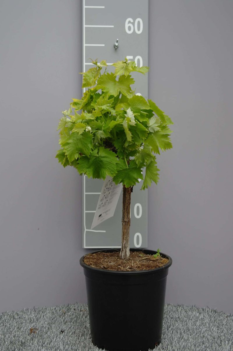 Vitis Vinifera 'Alphonse Lavalle'