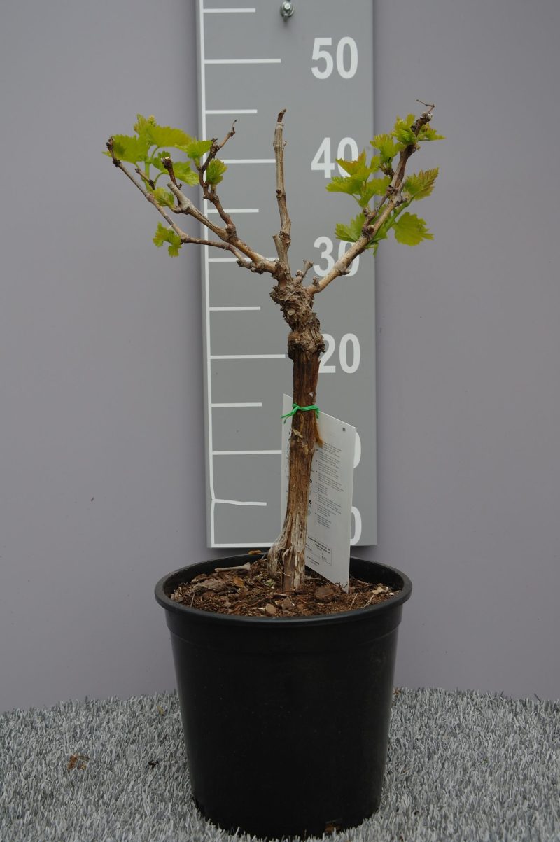 Vitis Vinifera 'Doña Maria'