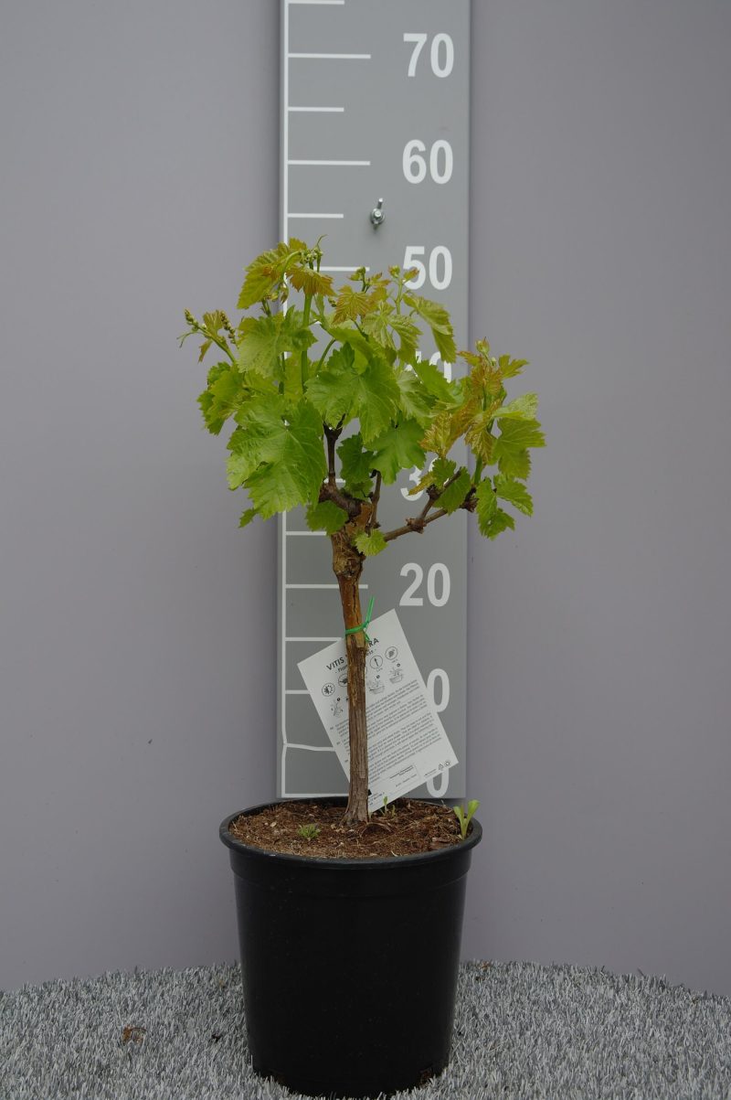 Vitis Vinifera 'Flame Seedless'