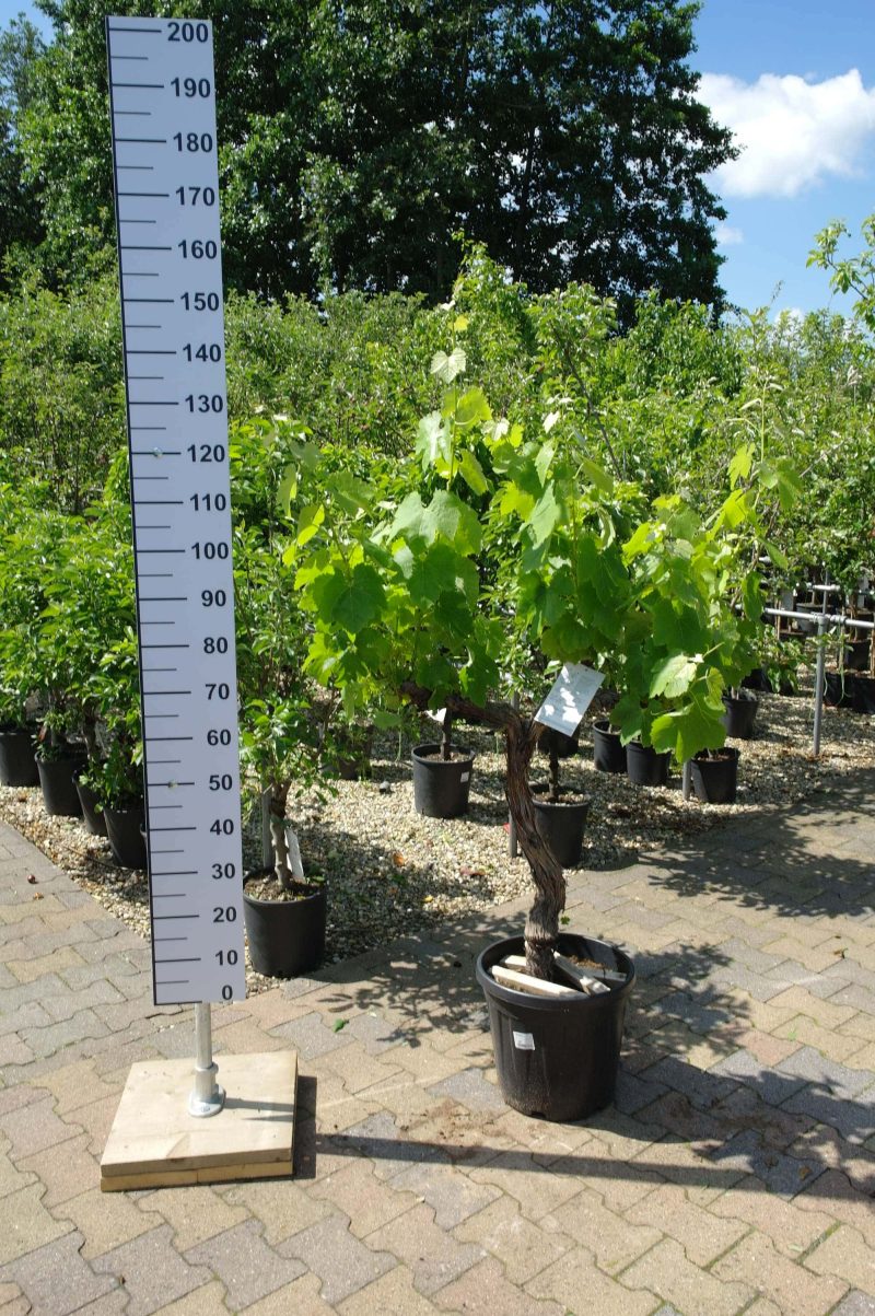Vitis Vinifera Parra