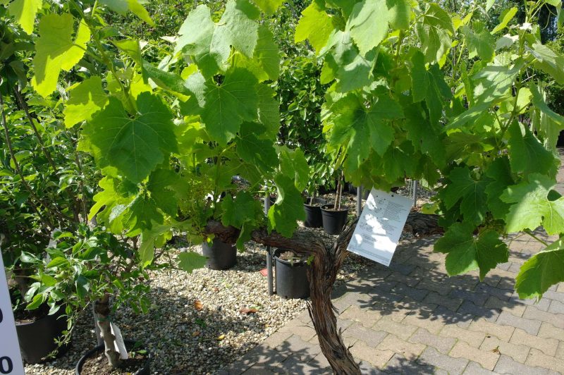Vitis Vinifera Parra - Afbeelding 2