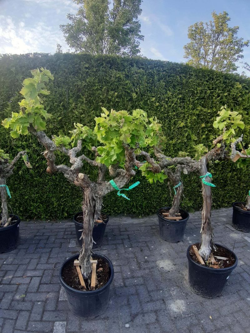 Vitis Vinifera - druivenrank