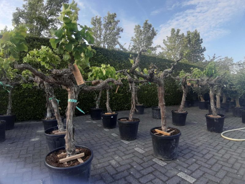 Vitis Vinifera - druivenrank - Afbeelding 2