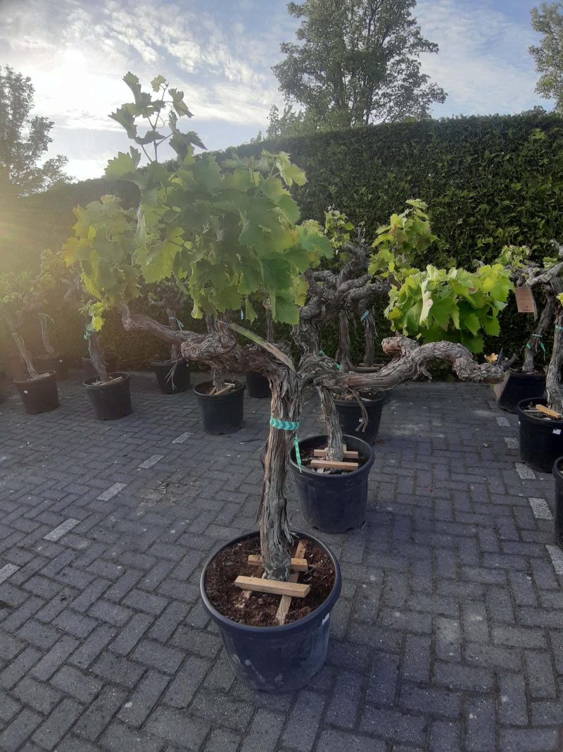 Vitis Vinifera - druivenrank - Afbeelding 3
