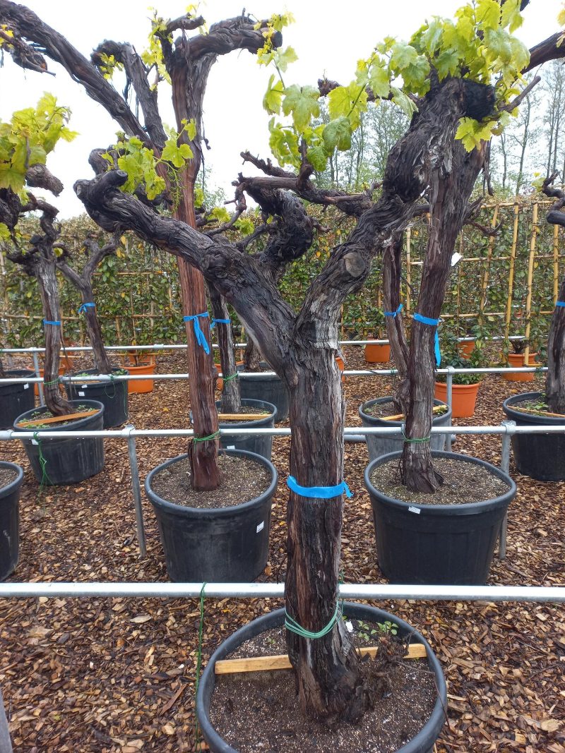 Vitis Vinifera - druivenrank