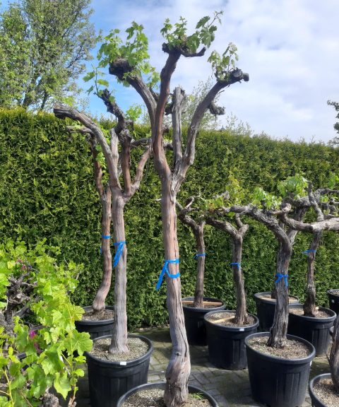 Vitis Vinifera - druivenrank