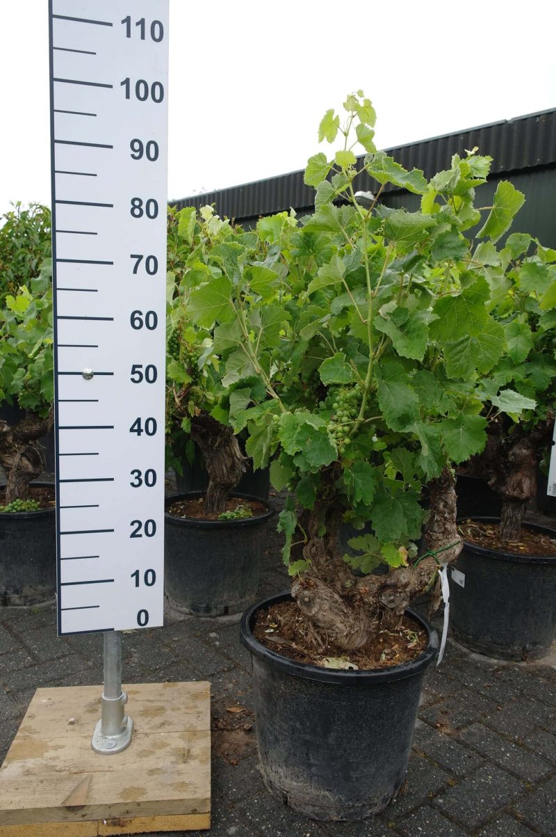 Vitis Vinifera - druivenrank