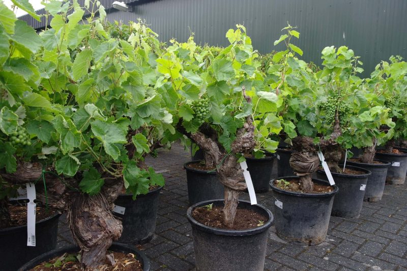 Vitis Vinifera - druivenrank - Afbeelding 3